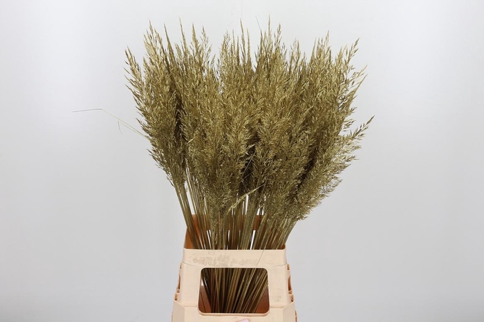 Calamagrostis Kl Bh Goud