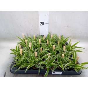 Chlorophytum com. 'Ocean'