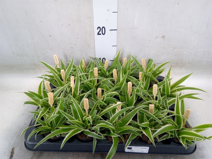 <h4>Chlorophytum com. 'Ocean'</h4>