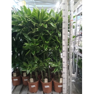 Dracaena frag. 'Golden Coast'