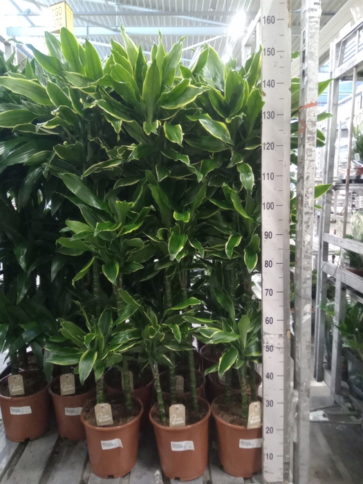 <h4>Dracaena frag. 'Golden Coast'</h4>