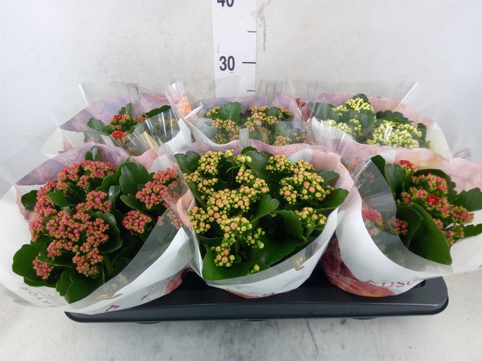 <h4>Kalanchoe blos. 'RoyalDon'   ..mix</h4>