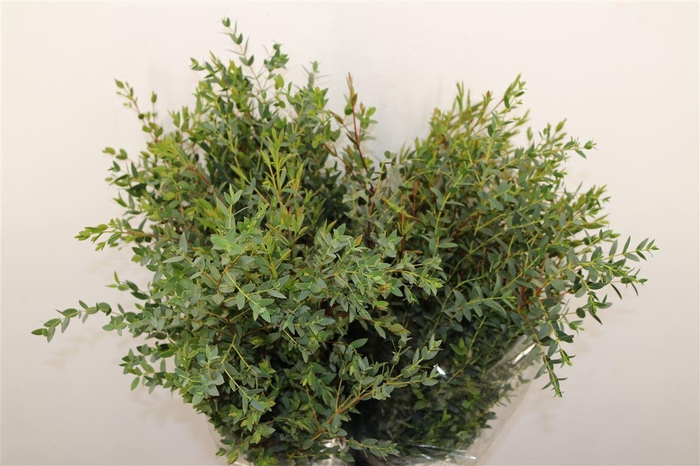 <h4>Euca Parvifolia 200gr P Bunch</h4>
