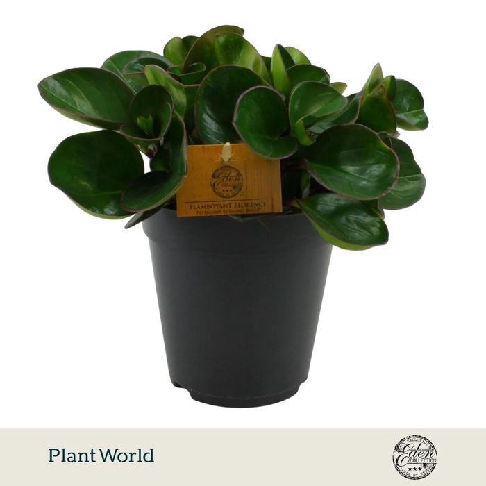 <h4>Peperomia Burning Bush 15cm</h4>