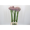 Allium Ampeloprasum