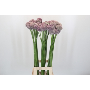 Allium Ampeloprasum