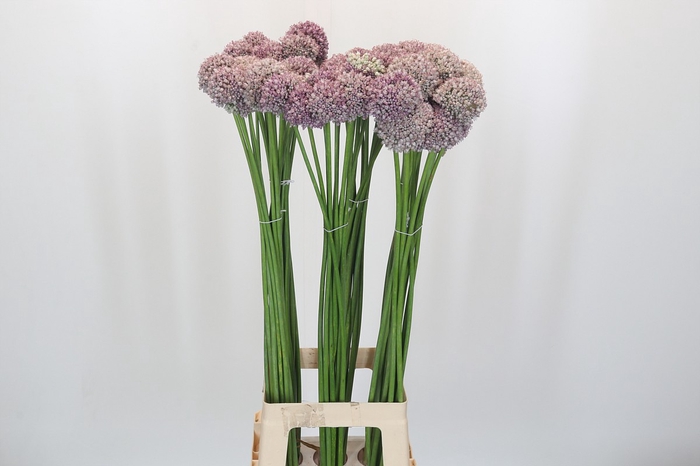 Allium Ampeloprasum