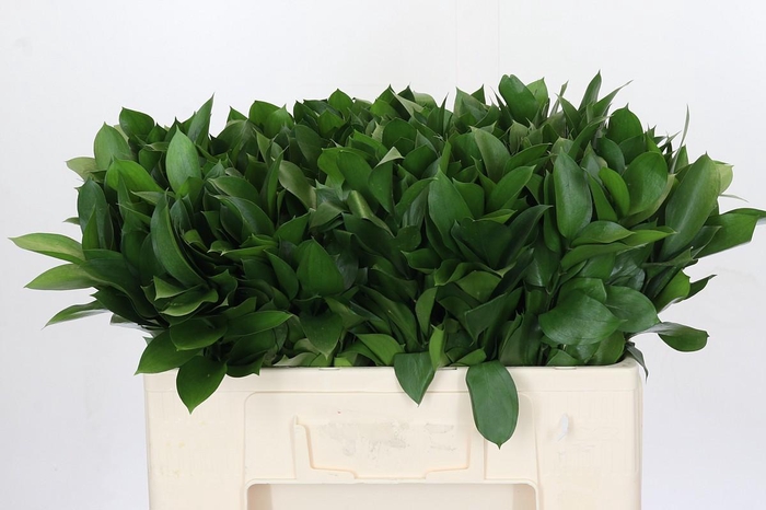 <h4>Ruscus Hypophyllum</h4>