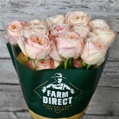 <h4>R Gr Cream Xpression</h4>