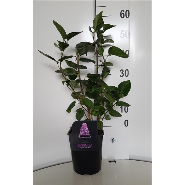 <h4>Syringa vulgaris Sensation</h4>