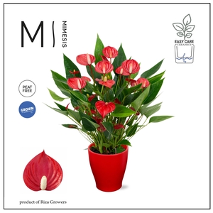Mimesis Anthurium KARMA Million - Carolina Red