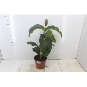 MEDINILLA MAGNIFICA P17