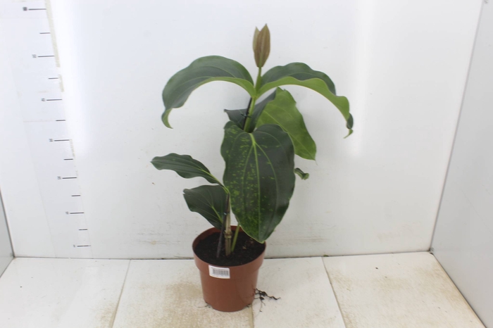 MEDINILLA MAGNIFICA P17