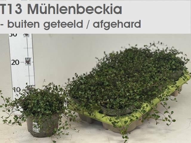 <h4>MUEHLENBECK CO MAORI</h4>