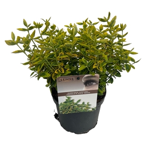 Euonymus fort. 'Emerald'n Gold' sense