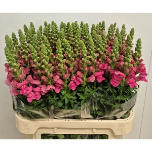 ANTIR AVIGNON ROSE