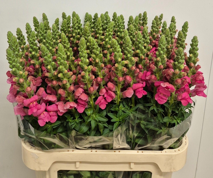 <h4>ANTIR AVIGNON ROSE</h4>