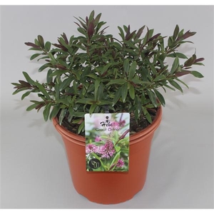 Hebe 'Great Orme' C5