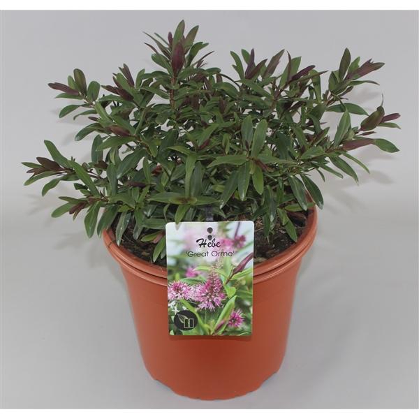 <h4>Hebe 'Great Orme' C5</h4>