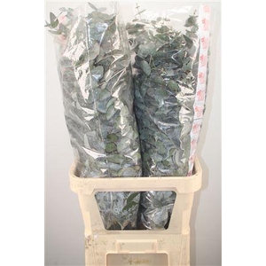 Euc Cinerea Per Stem Extra