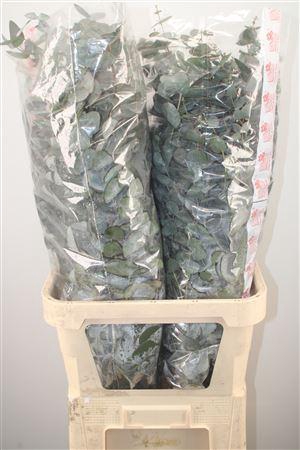 <h4>Euc Cinerea Per Stem Extra</h4>