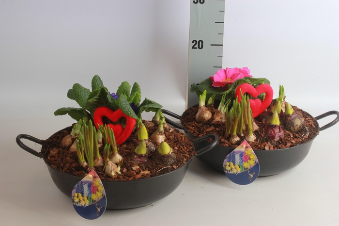 <h4>ARR BOL KNOLGEWAS</h4>