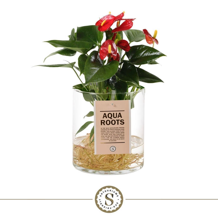 <h4>Aqua Roots Cilinder Straight - Red</h4>