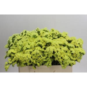 Limonium Star Eze