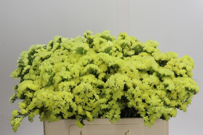 <h4>Limonium Star Eze</h4>