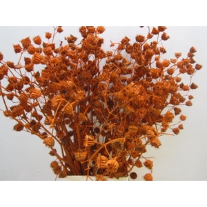 Abutilo A Oranje L80