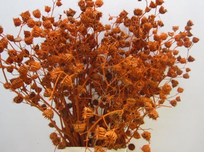 <h4>Abutilo A Oranje L80</h4>