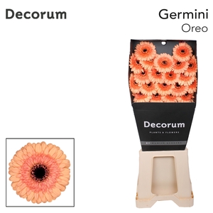 Germini Oreo Diamond per kaart