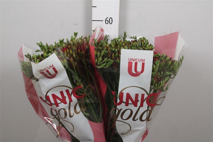 <h4>Fr Du Fuego</h4>