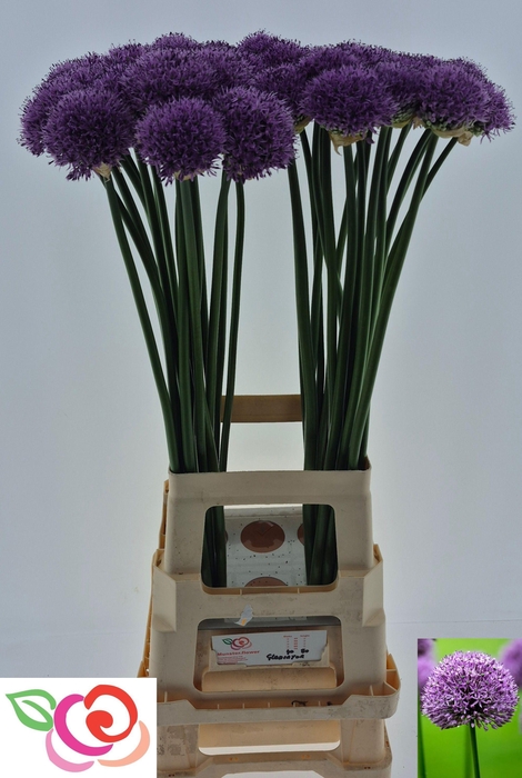 <h4>ALLIUM GLADIATOR</h4>