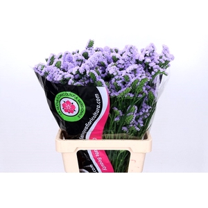 Limonium Statice Lavender Donau