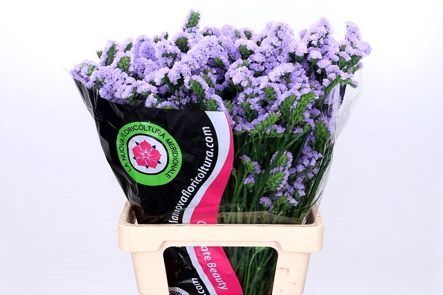 <h4>Limonium Statice Lavender Donau</h4>