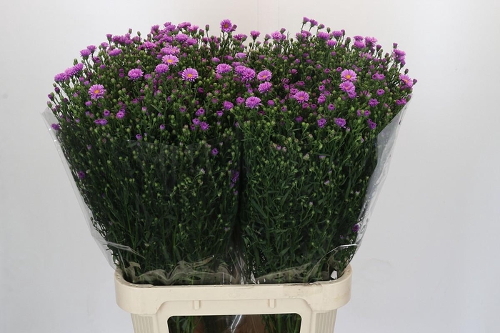 <h4>Aster Casarosa</h4>