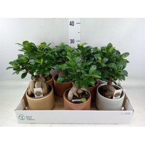 Ficus microcarpa 'Ginseng'