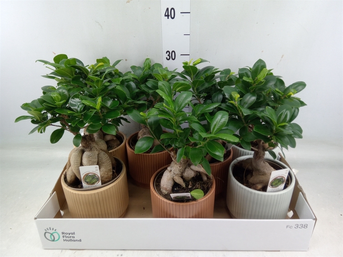 <h4>Ficus microcarpa 'Ginseng'</h4>