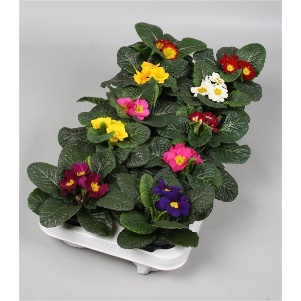 <h4>Primula acaulis</h4>