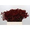 Kangaroo Paw Red Gem