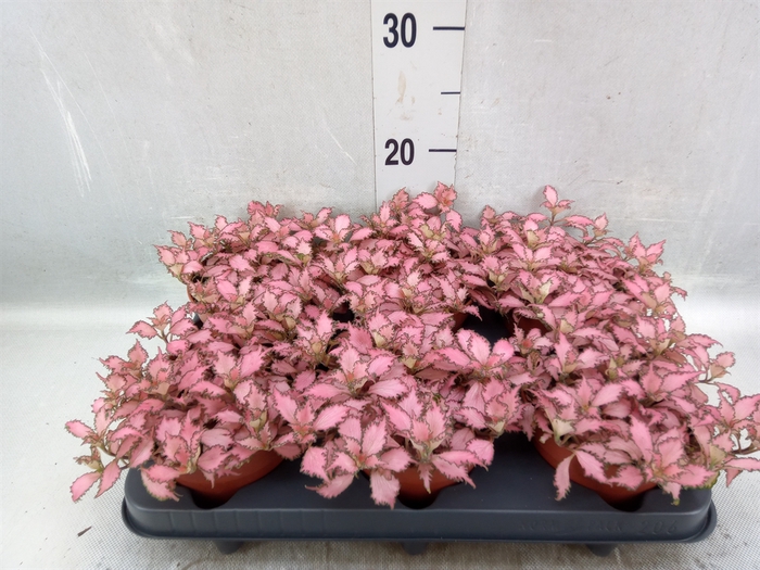 <h4>Fittonia verschaf. 'Pink Star'</h4>