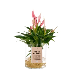 Aqua Roots Cilinder Straight - Lilli