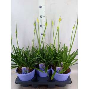 Agapanthus  'Crystal Line'