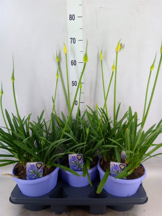 <h4>Agapanthus  'Crystal Line'</h4>