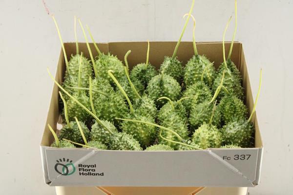<h4>Sierfruit Cucumis Gestreept</h4>