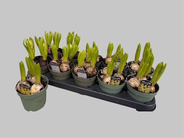 <h4>HYACIN ORIENTAL GEM</h4>