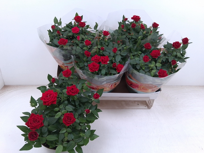 <h4>RO FAV RO RED</h4>