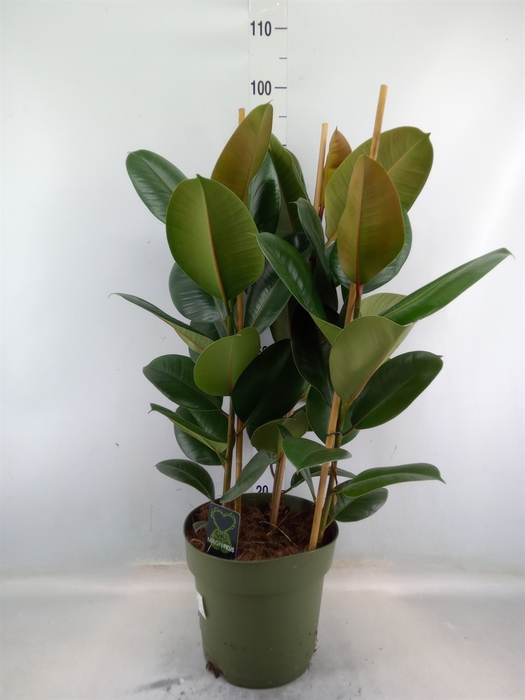 <h4>Ficus elastica 'Robusta'</h4>