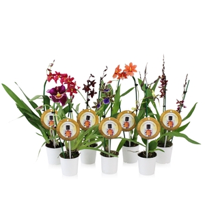 Inca Orchid mix Parfumee 9cm incl. cascade